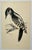 Antique Hand Tinted Bird Print From England Featuring a Black & Red Hairy Woodpecker - Circa 1880. Print measures 4 3/8” W...
