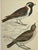 Illustration Antique Hand Tinted Bird Print From England Featuring a Pair of Lapland Buntings - Circa 1880 For Sale - Image 3 of 12