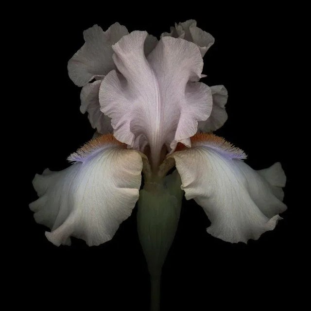 Ogphoto, Pink Iris Isolated on Black Background, Photographic Paper, in Flawless conditions. Designed from 2000 This piece...