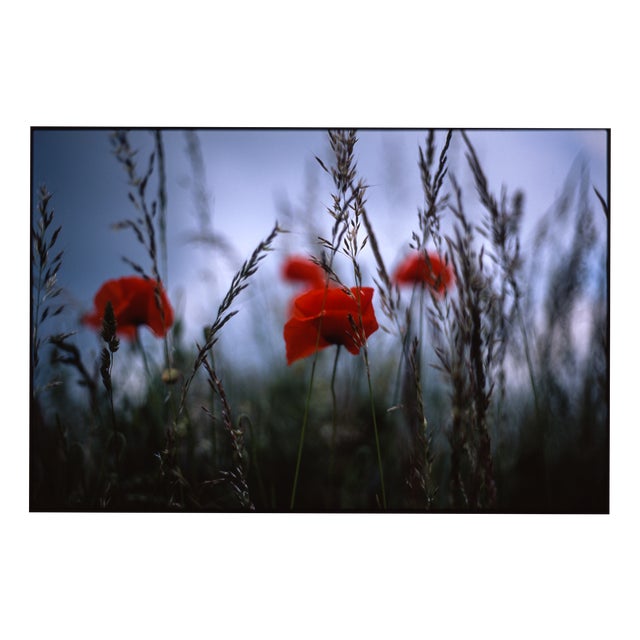 Paul Cooklin, Poppys II, Edition of 50 For Sale