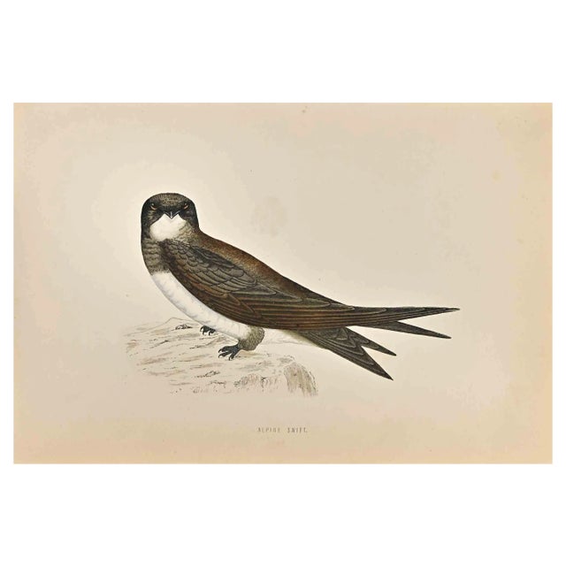 Alexander Francis Lydon, Alpine Swift, Woodcut Print, 1870 For Sale