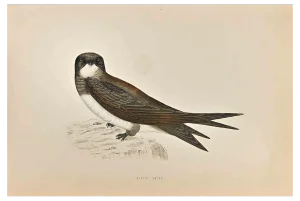 Alexander Francis Lydon, Alpine Swift, Woodcut Print, 1870
