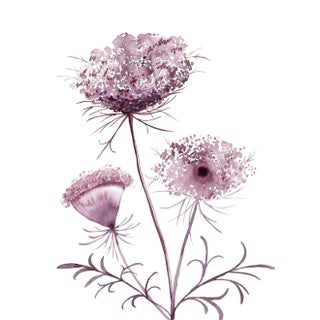 "Queen Anne's Lace No. 19" Contemporary Original Botanical Flowers Watercolor Painting by Elizabeth Becker For Sale