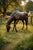 Bronze Grazing Horse Garden Sculpture For Sale - Image 4 of 17