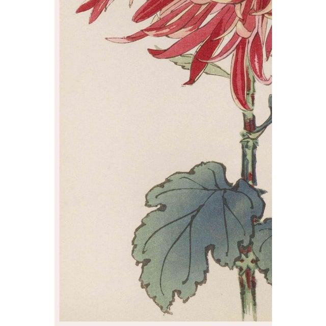 Red Chrysanthemum by Hasegawa, Vintage Japanese Botanical Art Print, 40" X 60" For Sale - Image 4 of 9