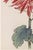 Red Chrysanthemum by Hasegawa, Vintage Japanese Botanical Art Print, 40" X 60" For Sale - Image 4 of 9