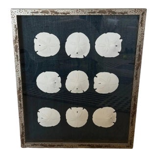 Silver Framed Indigo Ralph Lauren Raffia Coastal Sand Dollar Picture From Barclay Butera For Sale