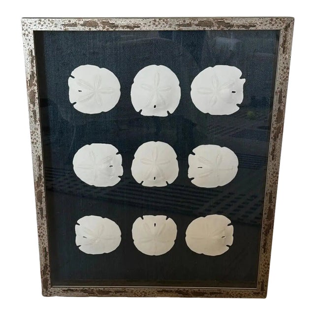 Silver Framed Indigo Ralph Lauren Raffia Coastal Sand Dollar Picture From Barclay Butera For Sale