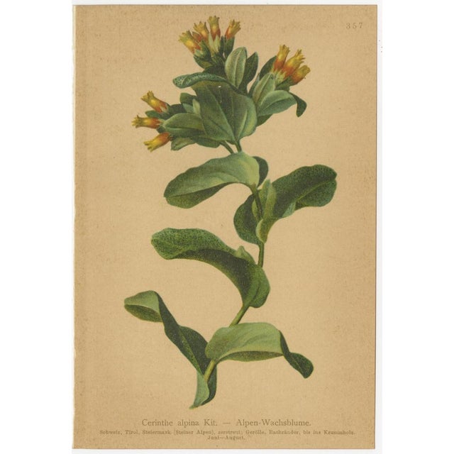 Alpine Flora Botanical Illustrations, 1897, Set of 8 For Sale - Image 6 of 11