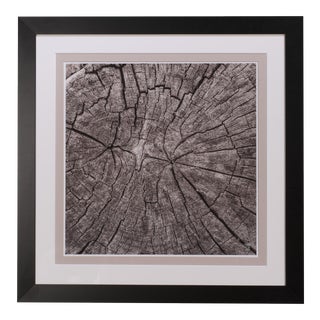 Sarreid LTD Tree Trunk Giclee Print For Sale