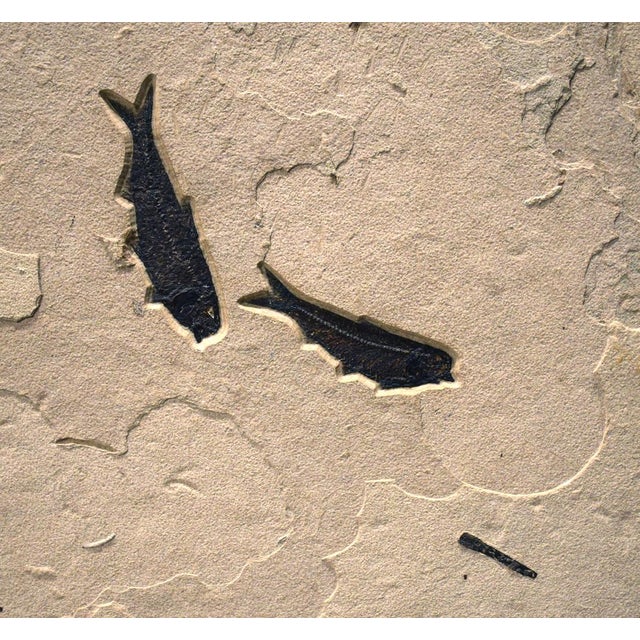 Contemporary Fossil Fish Mural 2008cm For Sale - Image 3 of 5