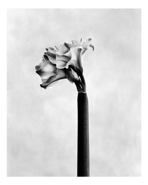 Ugne Pouwell, Amaryllis, 2026, Analogue Floral Photography, Limited Edition of 20