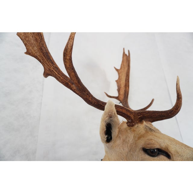 Leucistic Fallow Deer Head Bust Mount For Sale - Image 12 of 18