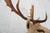 Leucistic Fallow Deer Head Bust Mount For Sale - Image 12 of 18