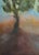 Moonlight is a Contemporary Artwork realized in the 21st Century by Roberto Cuccaro. Original Oil Painting on Canvas....