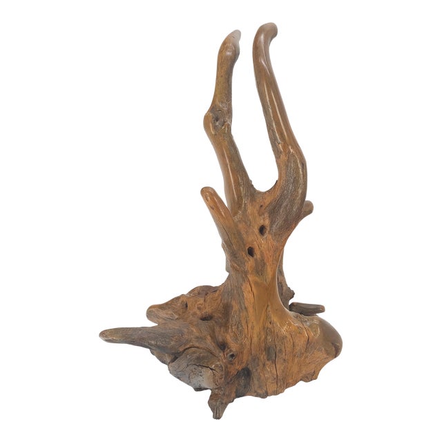 Large 25" Tall Artist Signed Driftwood Root Burl Wood Natural Sculpture For Sale
