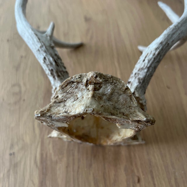 Vintage Deer Antlers For Sale In New York - Image 6 of 9