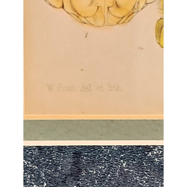 Impressionist Walter Hood Fitch and Louis Van Houte 19th Century Botanical Print For Sale - Image 3 of 9