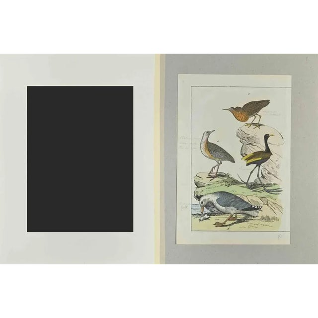Gull is an Etching hand colored realized by Gotthilf Heinrich von Schubert - Johann Friedrich Naumann, Illustration from...