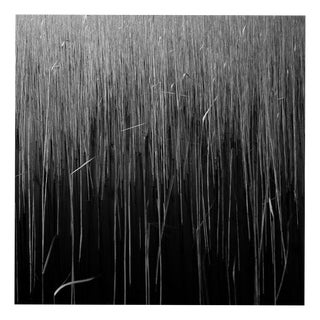 Paul Cooklin, Water Reeds VII, Edition of 50 For Sale
