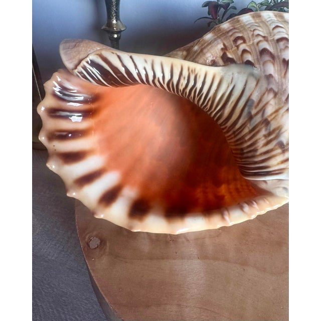 Rare Giant Triton Trumpet Seashell – Large Natural Ocean Treasure Make a statement in your home with this impressive Giant...