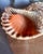 Rare Giant Triton Trumpet Seashell – Large Natural Ocean Treasure Make a statement in your home with this impressive Giant...