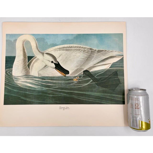 Audubon Bird Print – “Trumpeter Swan”, 1964 Abrams Folio – Vintage Ornithology Art 1964 print from "The Audubon Folio:...