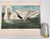 Audubon Bird Print – “Trumpeter Swan”, 1964 Abrams Folio – Vintage Ornithology Art 1964 print from "The Audubon Folio:...