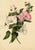 E.B.R., Pink and White Tree Mallow (Lavatera) Flower, 1800s, Watercolour For Sale - Image 7 of 7