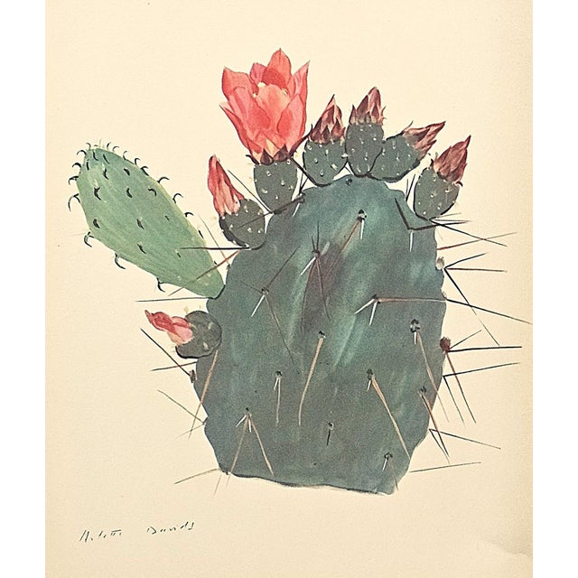 1939 Set of 3 French Cactus Botanical Lithographs, Matted For Sale In New York - Image 6 of 7