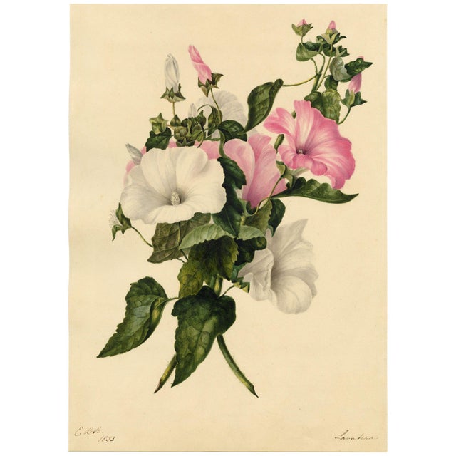 E.B.R., Pink and White Tree Mallow (Lavatera) Flower, 1800s, Watercolour For Sale - Image 3 of 7