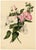 E.B.R., Pink and White Tree Mallow (Lavatera) Flower, 1800s, Watercolour For Sale - Image 3 of 7