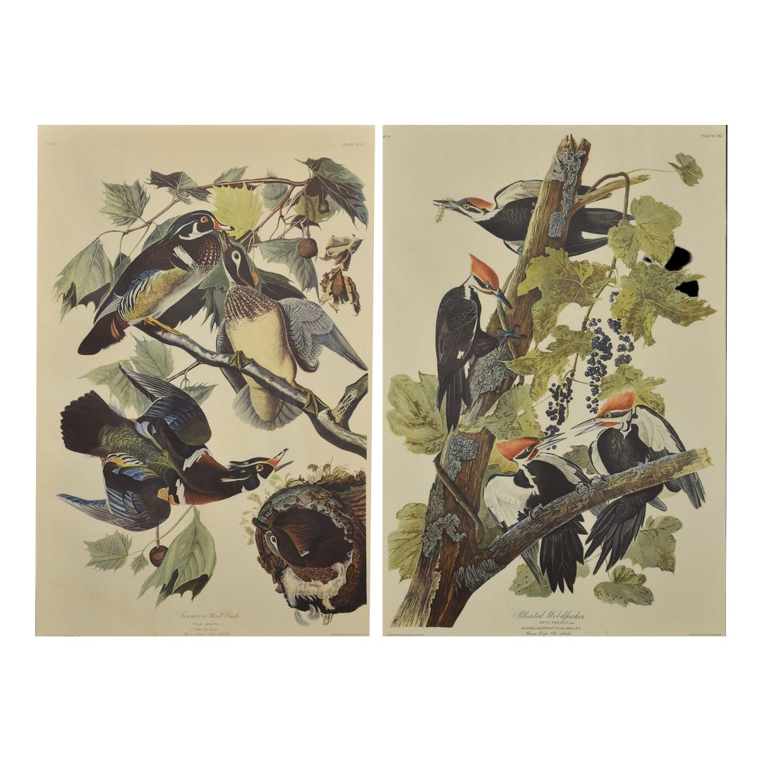 Large Ornithological Bird Studies, 1890s, Set of 2 | Chairish