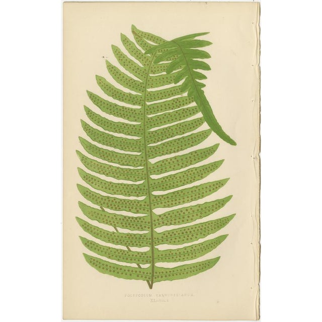 Edward J. Lowe, Tropical Ferns, 1856, Lithographs, Set of 10 For Sale - Image 4 of 14