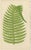 Edward J. Lowe, Tropical Ferns, 1856, Lithographs, Set of 10 For Sale - Image 4 of 14