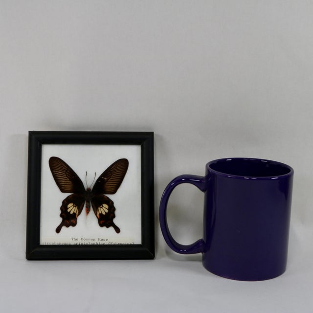 Wood Framed Butterfly Specimens-Set of 3 For Sale - Image 7 of 13