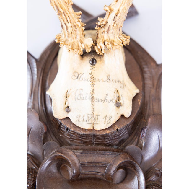Cabin Antique Black Forest Roe Deer Antlers Hunting Trophy 1918 Mount For Sale - Image 3 of 8