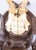 Cabin Antique Black Forest Roe Deer Antlers Hunting Trophy 1918 Mount For Sale - Image 3 of 8