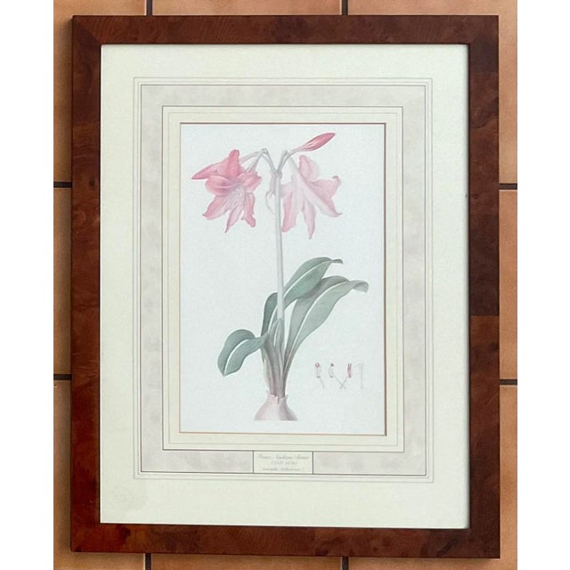 1970s Franz Bauer Botanical Illustrations - Set of 3 For Sale - Image 4 of 11