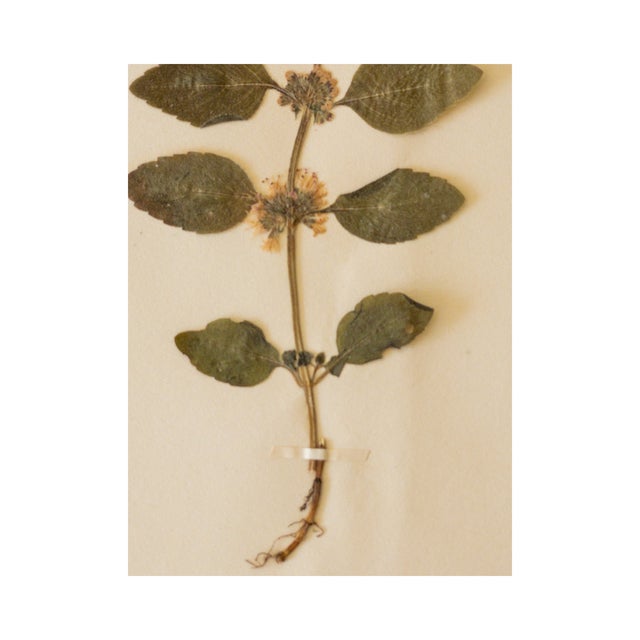 Rustic European Antique Swedish Herbarium - Wild Mint, Circa 1908 For Sale - Image 3 of 5