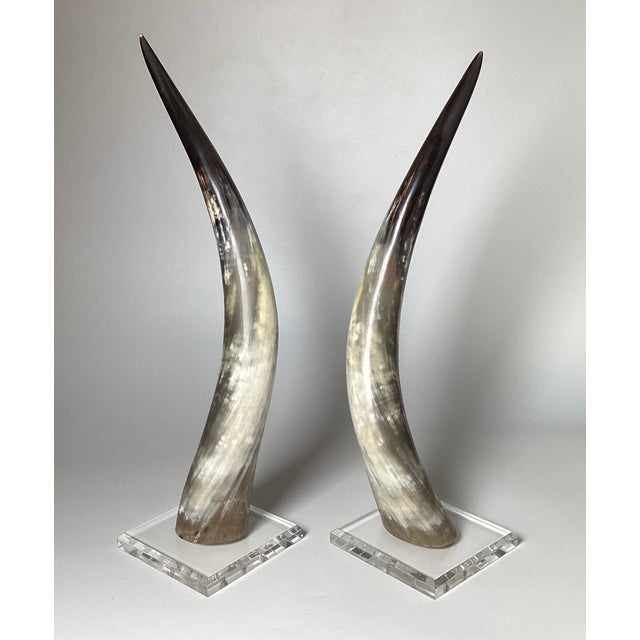 Natural Steer Horns on Lucite Bases - A Pair For Sale - Image 4 of 8