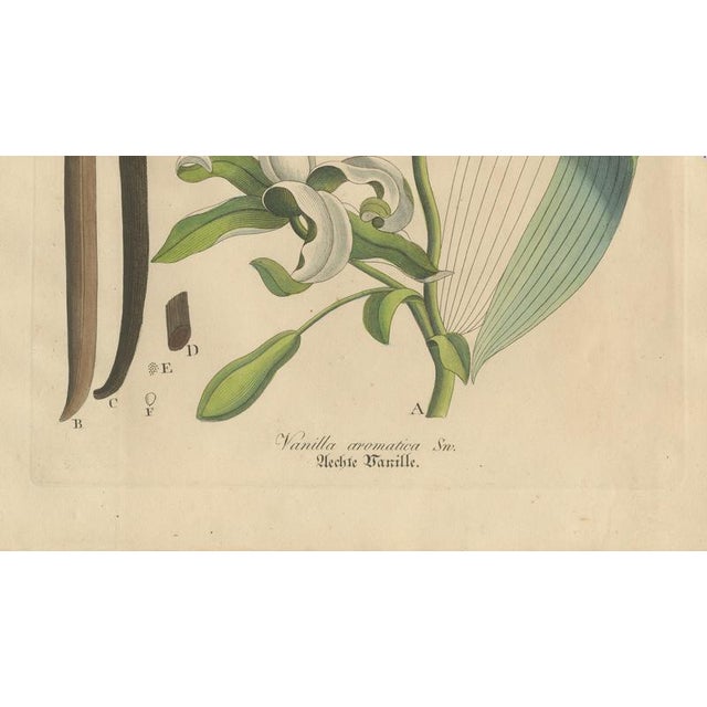 Vanilla Aromatica, 1800s, Paper For Sale - Image 5 of 10
