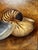 Vintage Coastal Nautilus Shells Realism Original Oil Framed Painting in Silver, Brown, Camel For Sale - Image 9 of 12