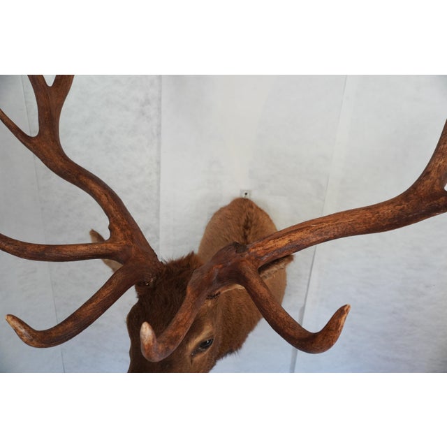 Elk 13 Point Mount Head and Bust For Sale In Los Angeles - Image 6 of 18