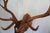Elk 13 Point Mount Head and Bust For Sale In Los Angeles - Image 6 of 18