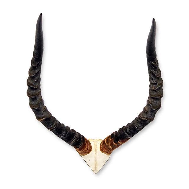 African Impala Horn - V Skull For Sale - Image 4 of 4