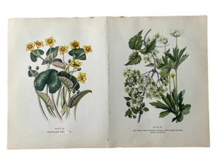 Marsh Marigold and Anemone Canadensis Botanical Double Page Print