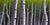 In "Deep Forest," tall, slender trees dominate the composition, their textured bark rendered in striking shades of gray...