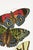 Art Deco Art Deco Butterflies by E. A. Séguy, Vintage Art Print Reproduction, 40" X 60" For Sale - Image 3 of 13