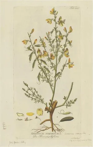 Plenck, Scotch Broom, Medicinal Plants 1788, Engraving